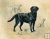 Labrador Retriever (with sketches)