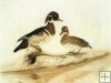 1979 Wood Ducks