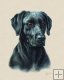 Labrador