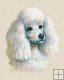 Poodle