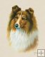 Shetland Sheepdog
