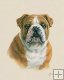 English Bulldog