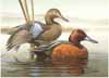1985 Cinnamon Teal Medallion